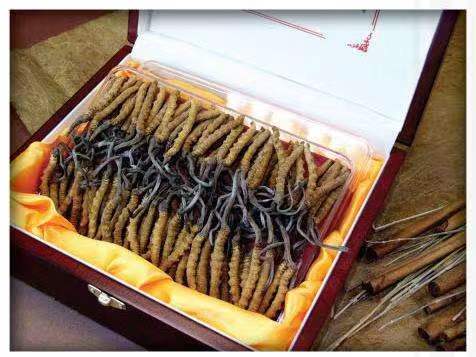 王下乡冬虫夏草回收